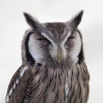 bird-stops-owl-106686