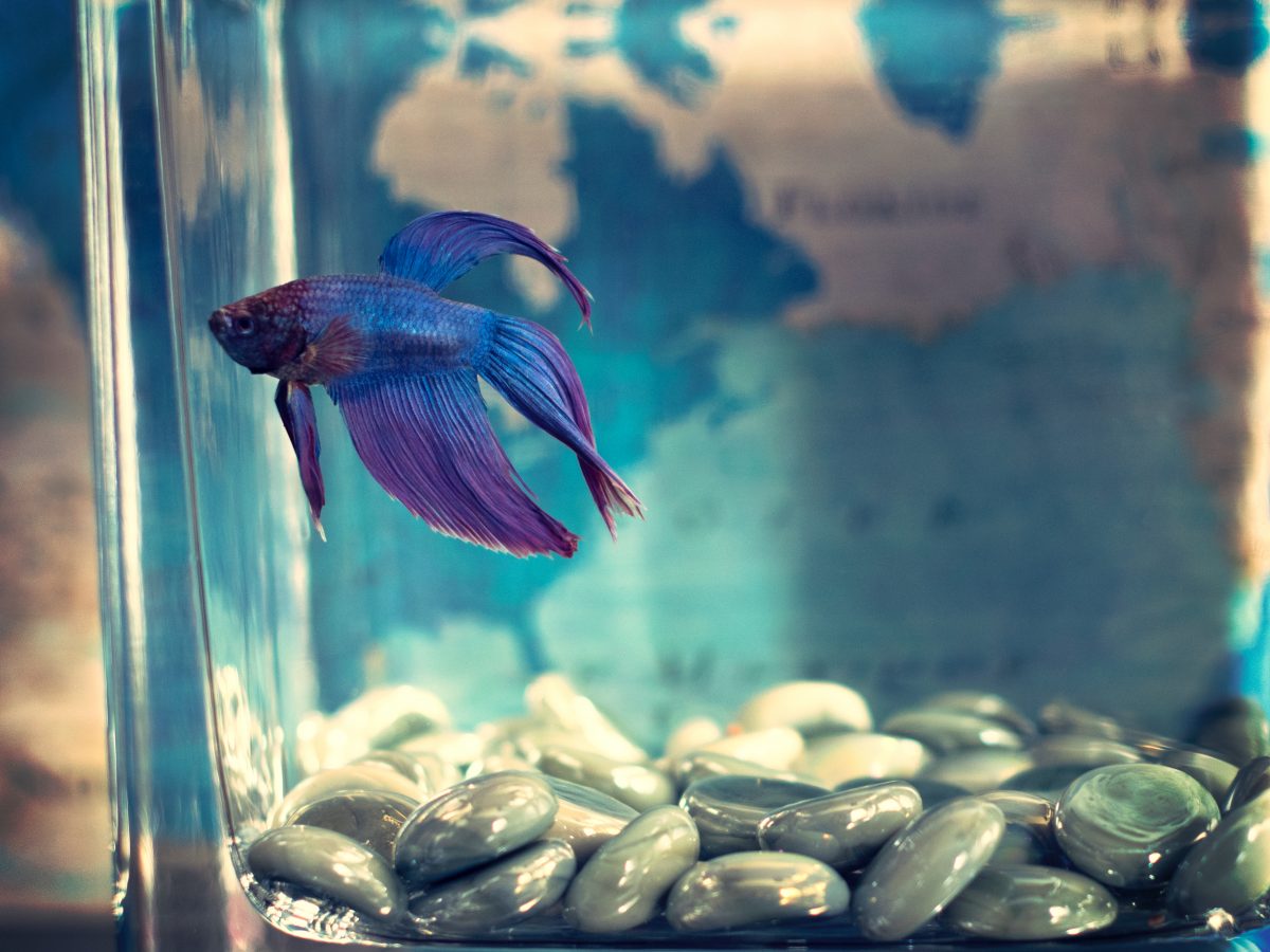 animal-aquarium-betta-fish-942295